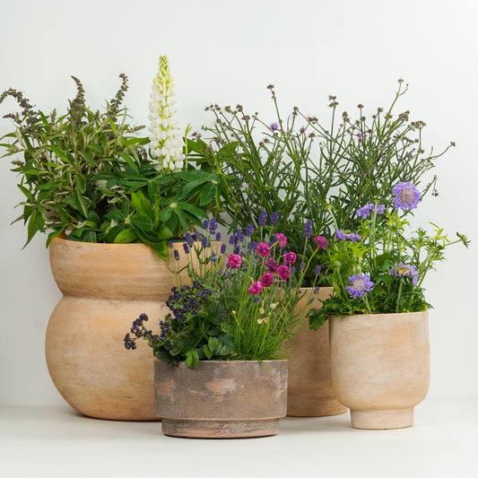 Pollinator Plants | Garden Bundle | Outdoor Plants