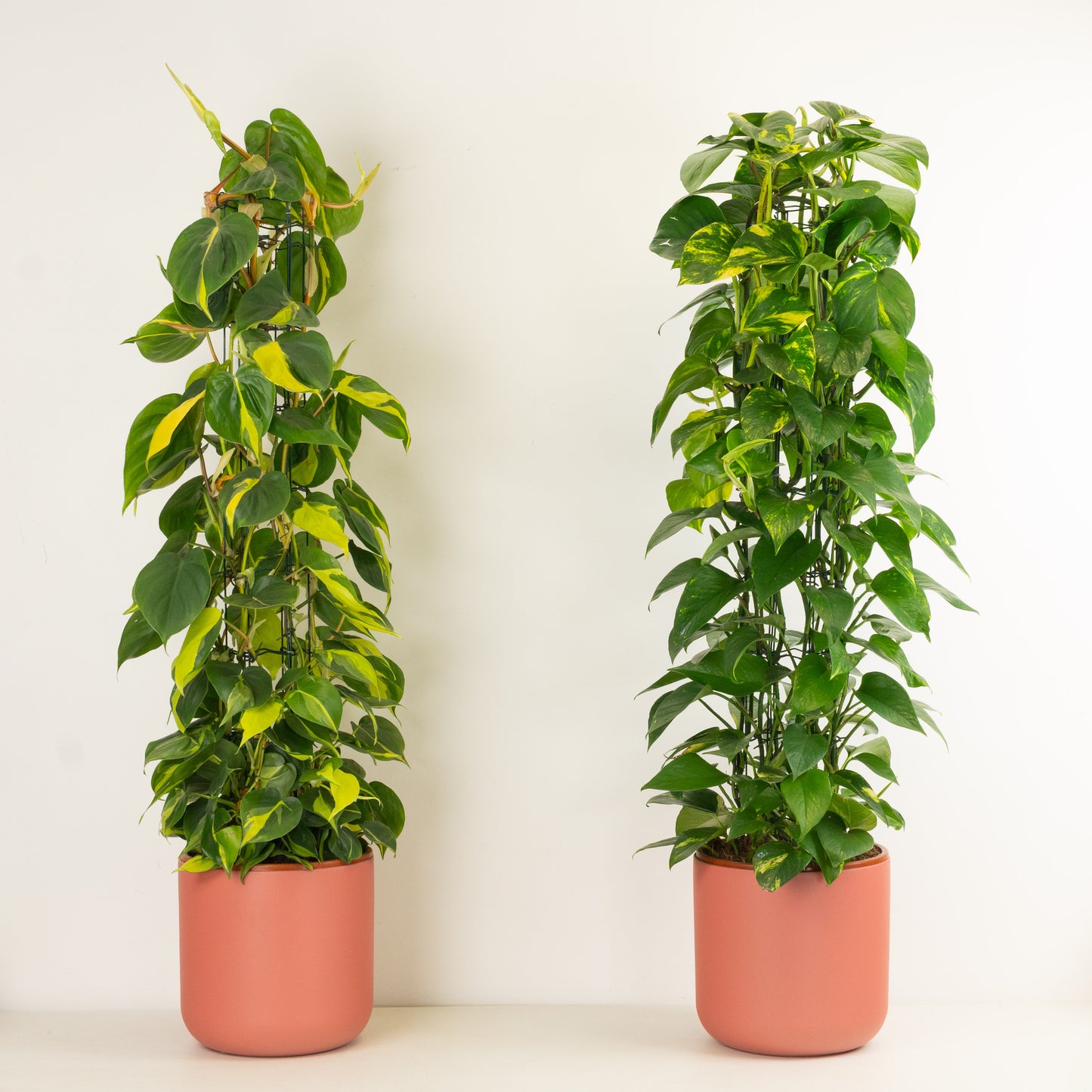 Big Impact, Low Effort | Plant Bundle