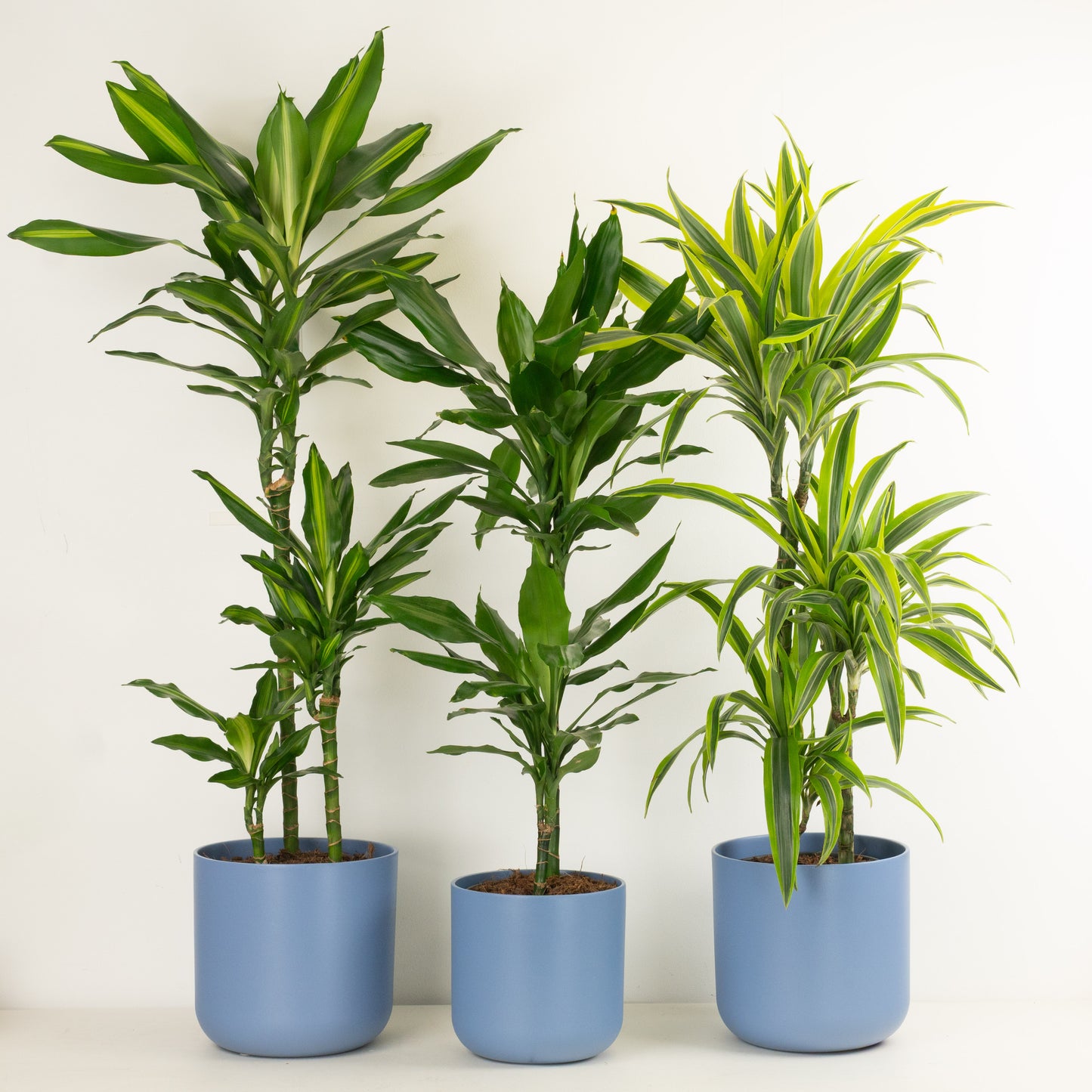 Striking Palms | Plant Bundle