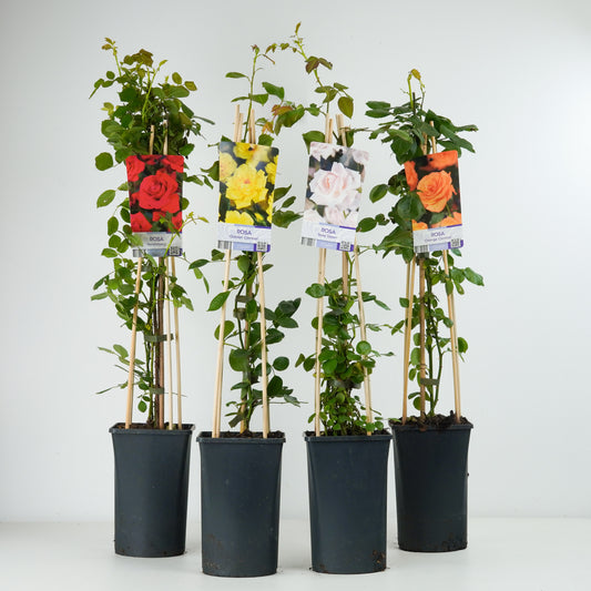 Climbing Garden Rose | Yellow | Outdoor Plants