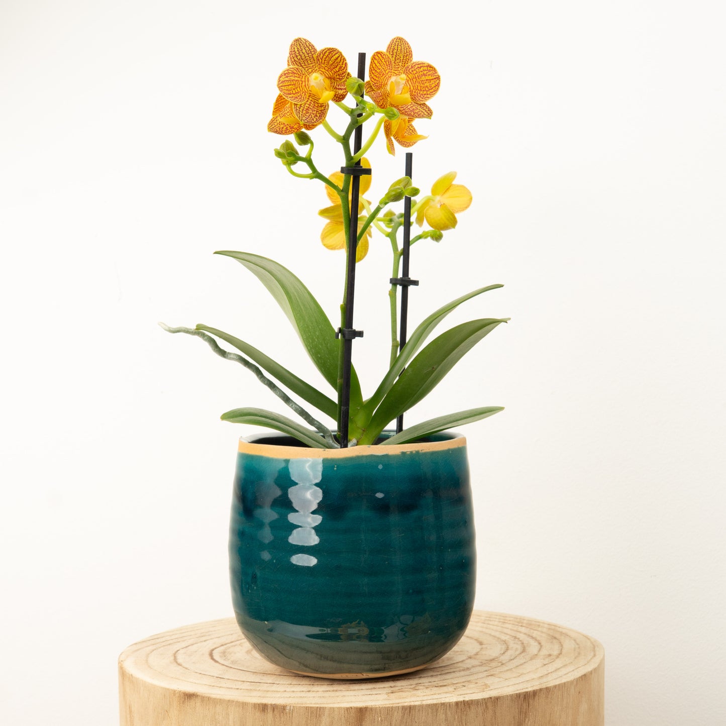 Phalaenopsis Orchid | Indian Summer