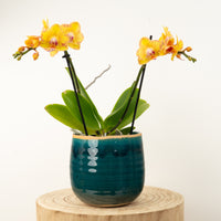 Phalaenopsis Orchid | Limpopo