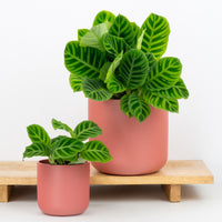 Prayer Plant | Zebrina