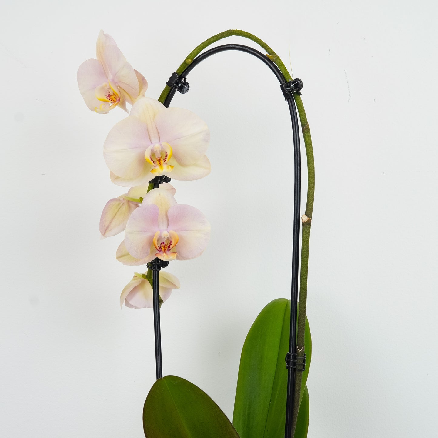 Phalaenopsis Orchid | Peach