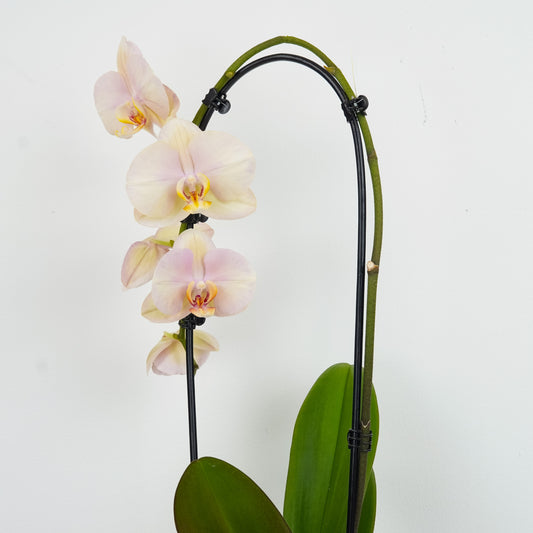 Phalaenopsis Orchid | Peach | Potted Houseplants