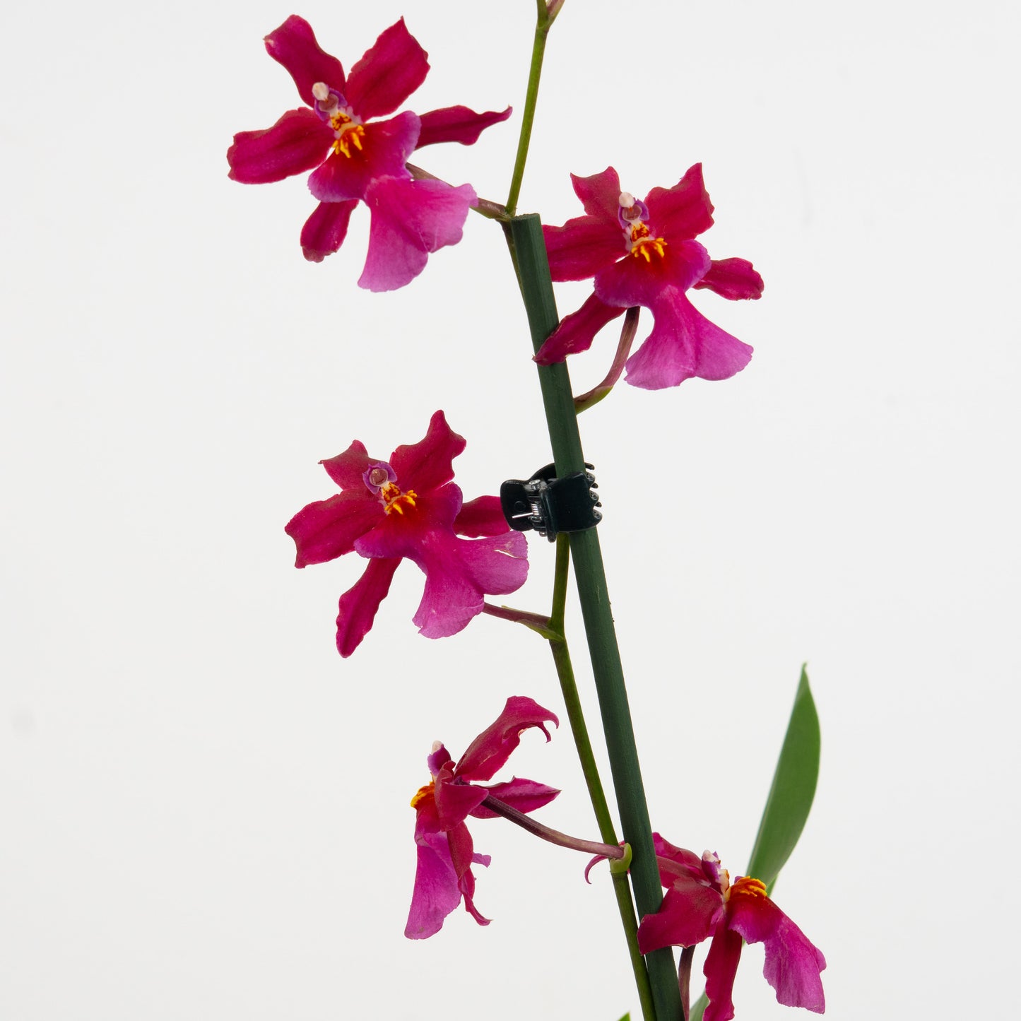 Cambria Orchid | Sophistic