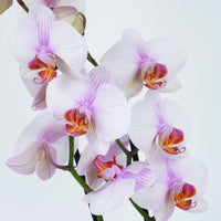 Phalaenopsis Orchid | Dreamy