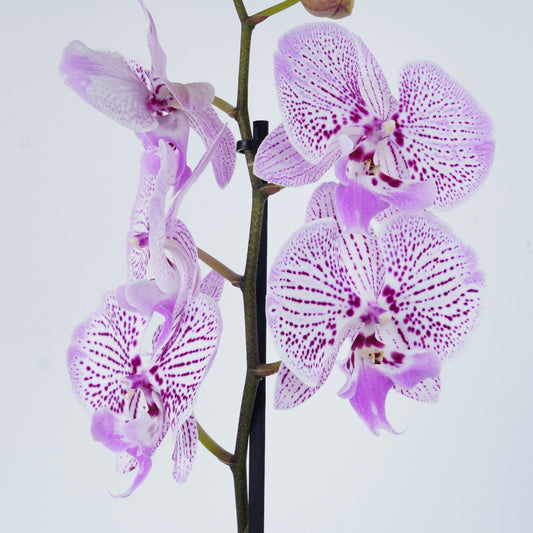 Phalaenopsis Orchid | Venus | Potted Houseplants