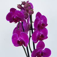 Phalaenopsis Orchid | Purple Whiskers