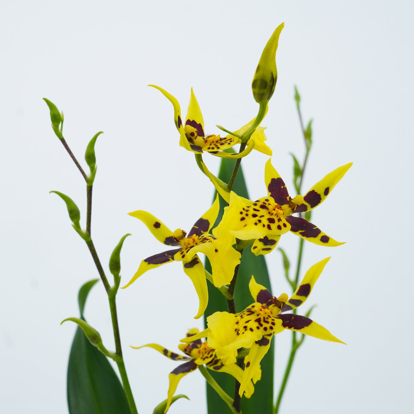 Butterfly Orchid | Titanium Sunshine