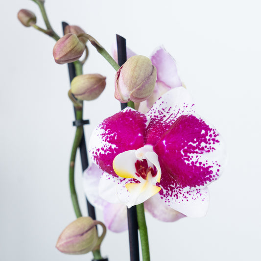 Phalaenopsis Orchid | Merlot | Potted Houseplants