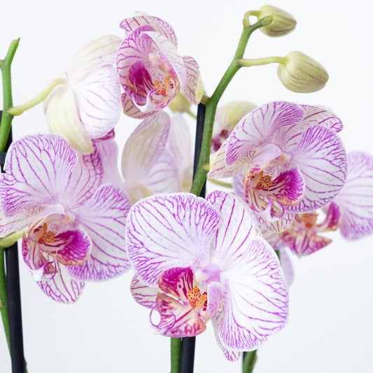 Phalaenopsis Orchid | Champagne | Potted Houseplants