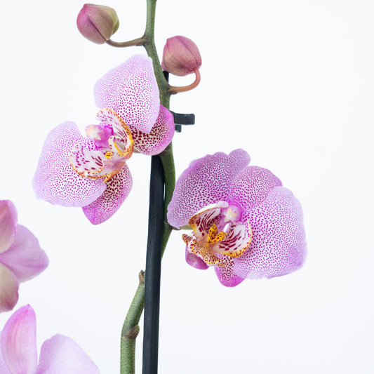 Phalaenopsis Orchid | Leopink | Potted Houseplants