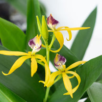 Upside Down Orchid | Encyclia Yellow | Rare Orchid