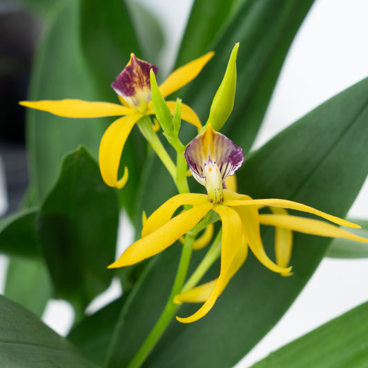 Upside Down Orchid | Encyclia Yellow | Rare Orchid | Potted Houseplants