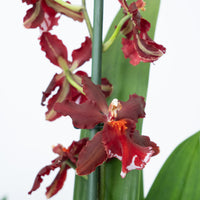 Cambria Orchid | Ember