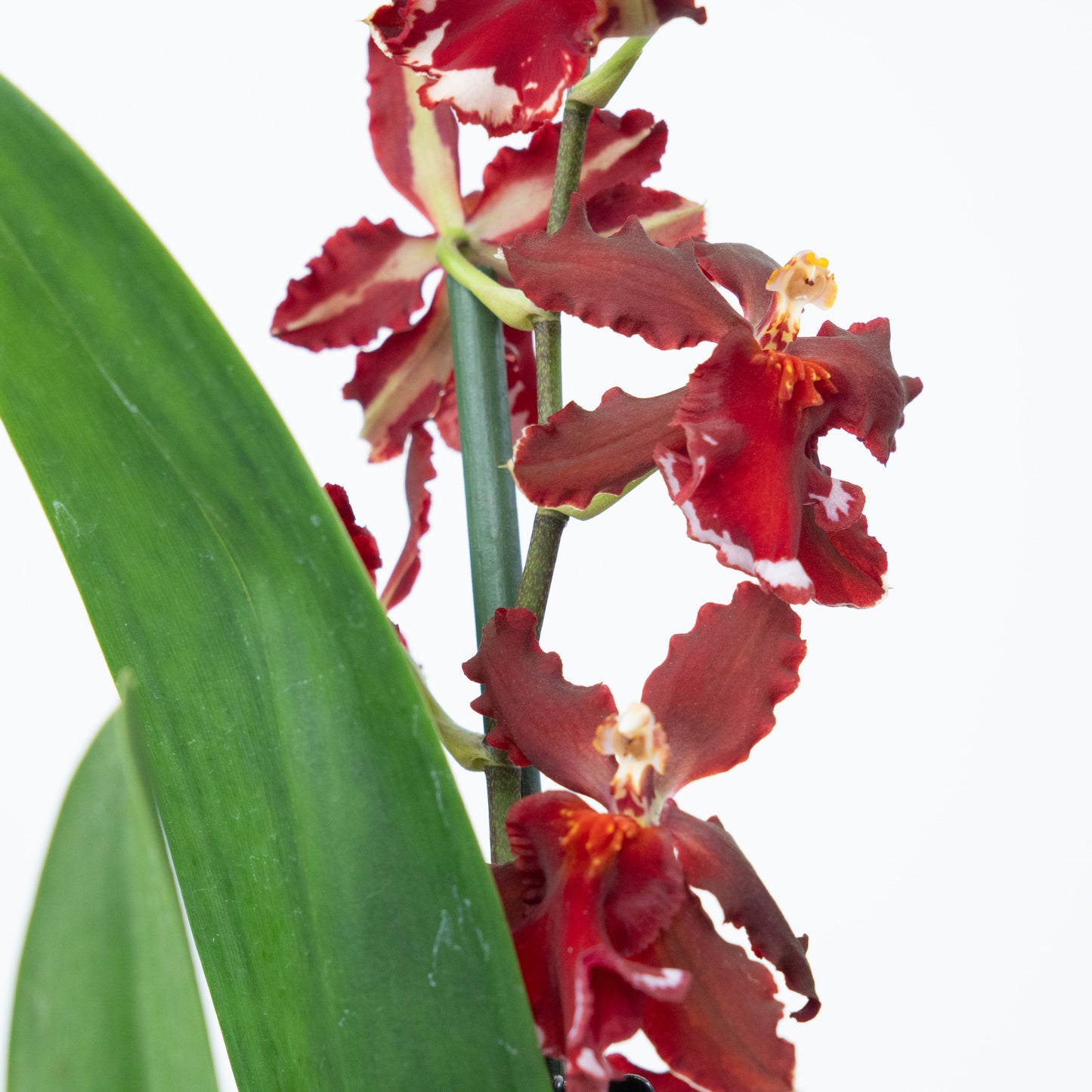 Cambria Orchid | Ember