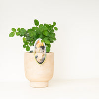 Garden Rose | White Wedding Rose