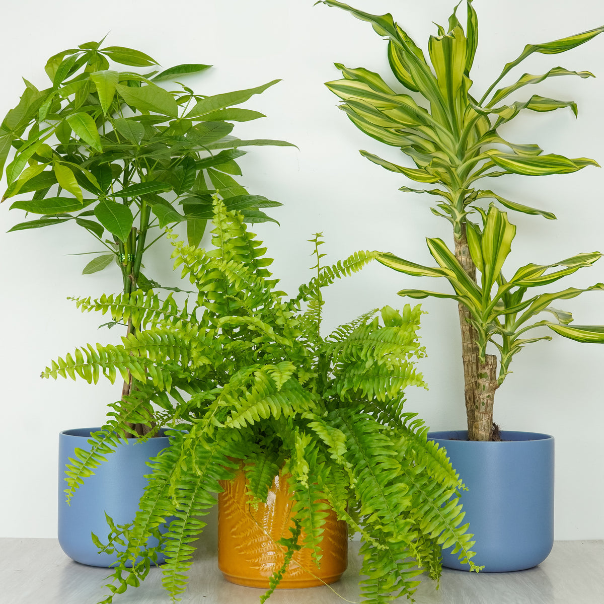 Kitchen Loving | Plant Bundle