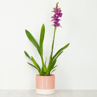 Miltonia Orchid | Yum