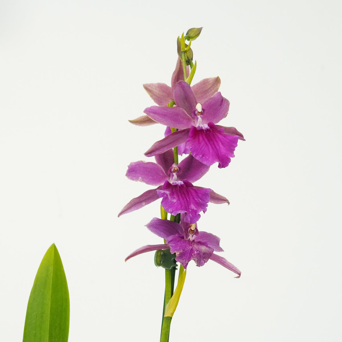 Miltonia Orchid | Yum
