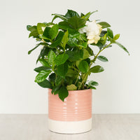 Scented Gardenia