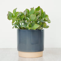 Curly Silver Dollar Plant