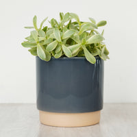 Money Plant | White Variegata