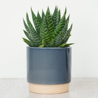 Zebra Cactus | Rafiki