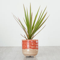 Dragon Tree | Marginata Bicolor