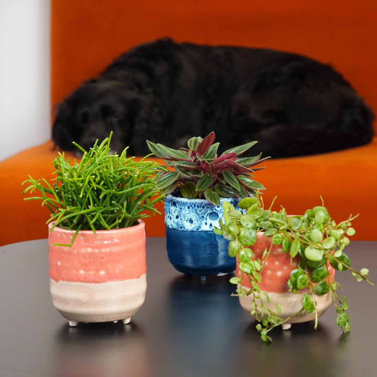 Small Pet-Safe Starter | Plant Bundle