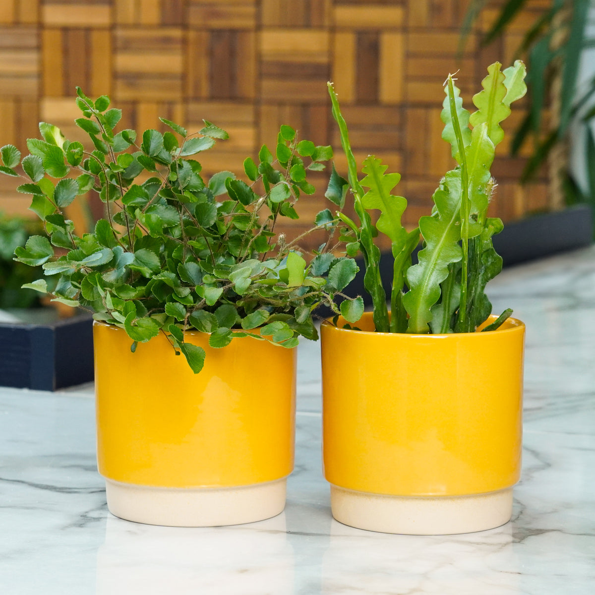 Bright Bathroom Pair | Plant Bundle
