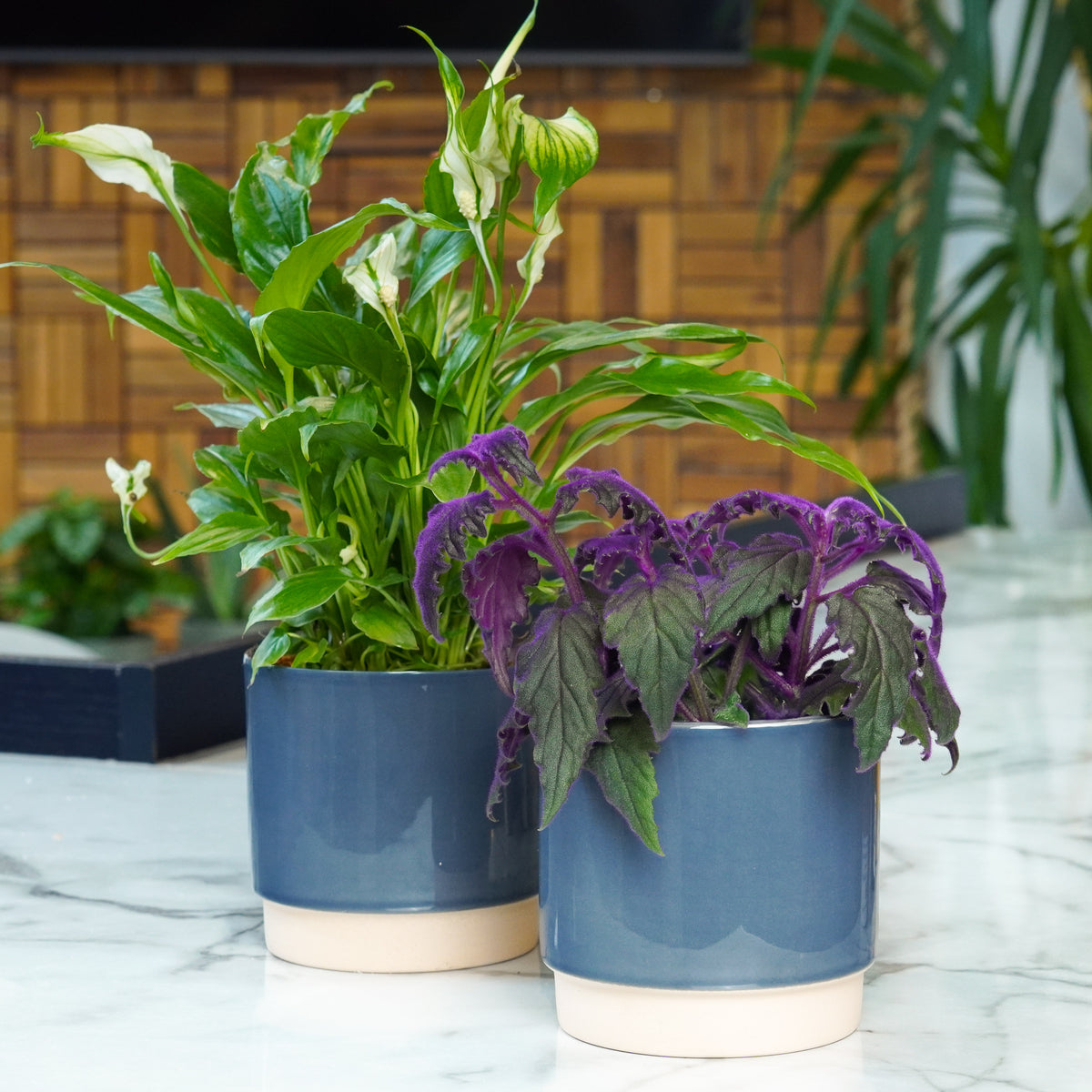 Filtered Light Duo | Plant Bundle