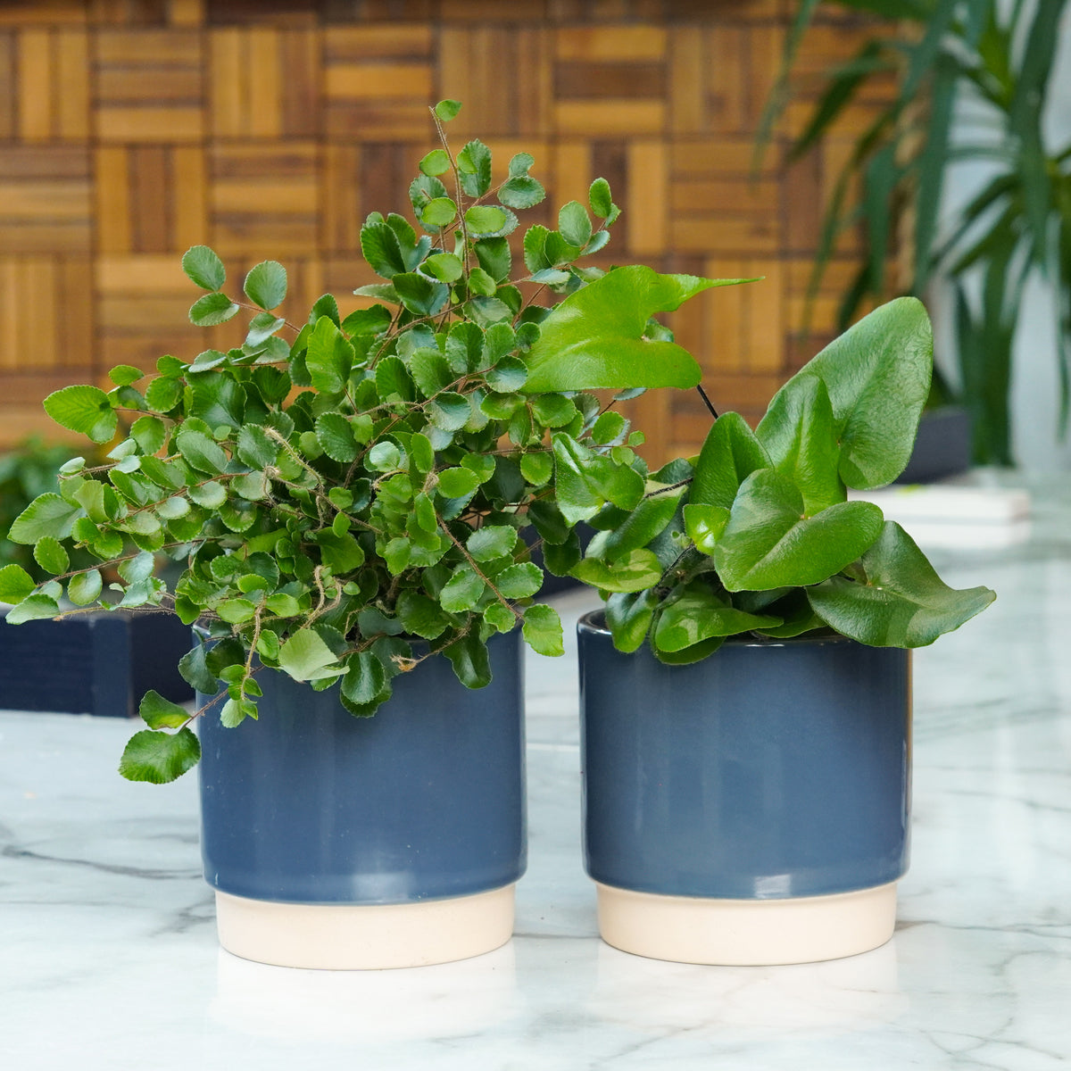 Shower Room Ferns | Plant Bundle