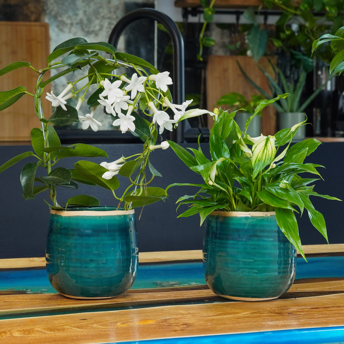 Air-Purifying Flowering Duo | Plant Bundle