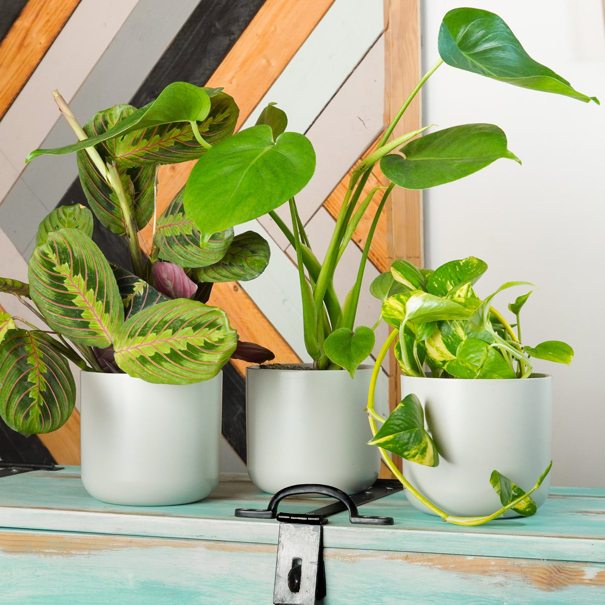 Leafy Reading Corner | Plant Bundle