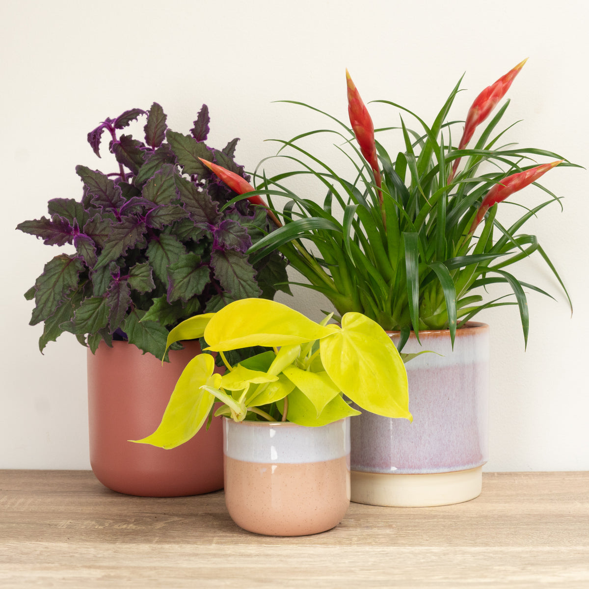 A Cosy Little Housewarming Gift | Plant Bundle