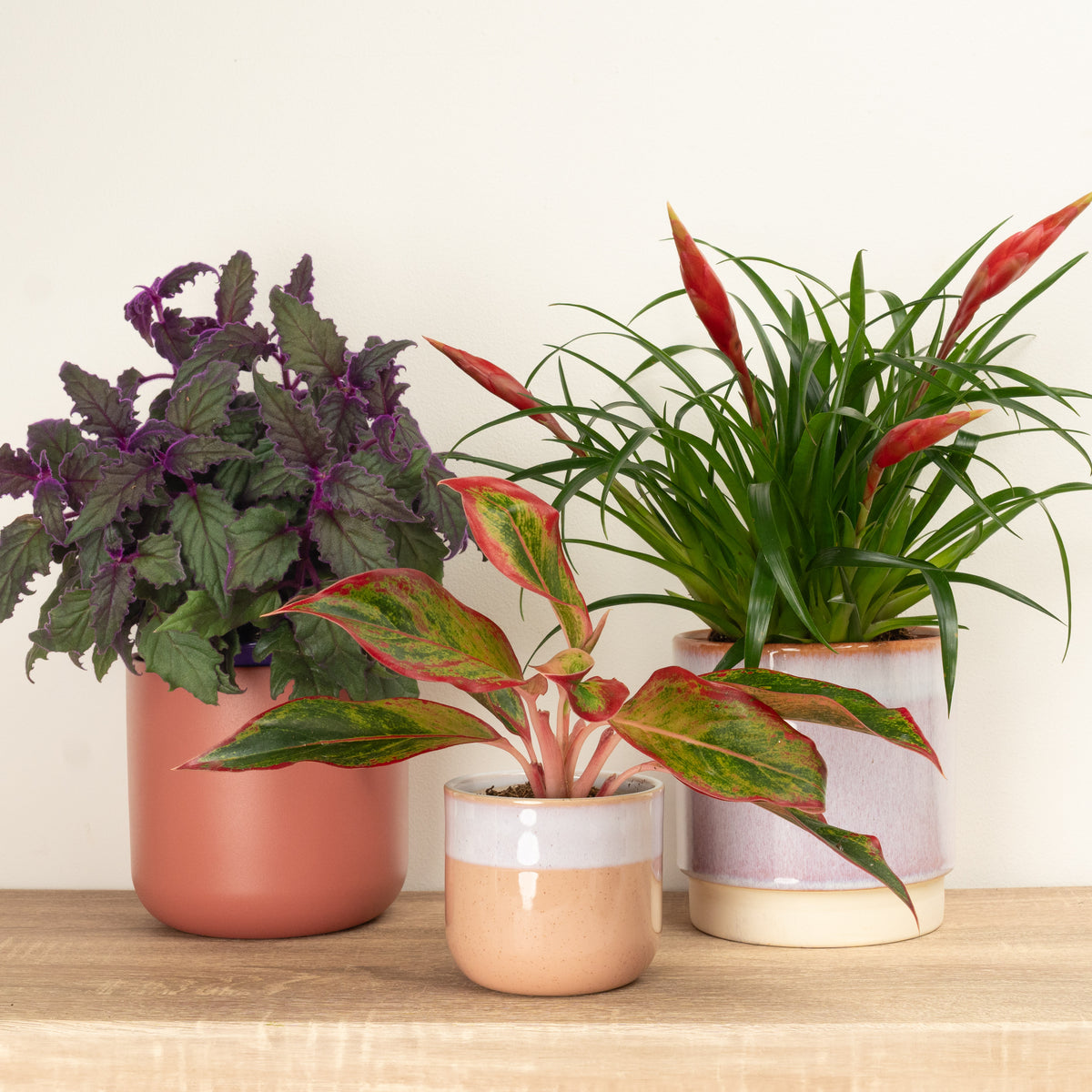 A Little Seasonal Comfort | Plant Bundle