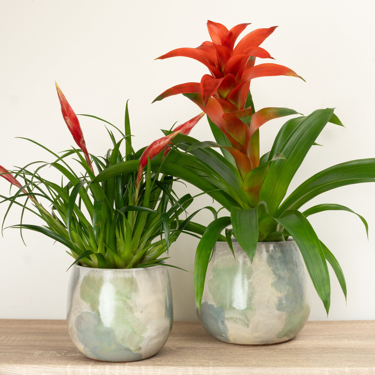 A Cosy Thinking of You Gift | Plant Bundle