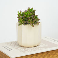 Jelly Bean Plant | Auburn