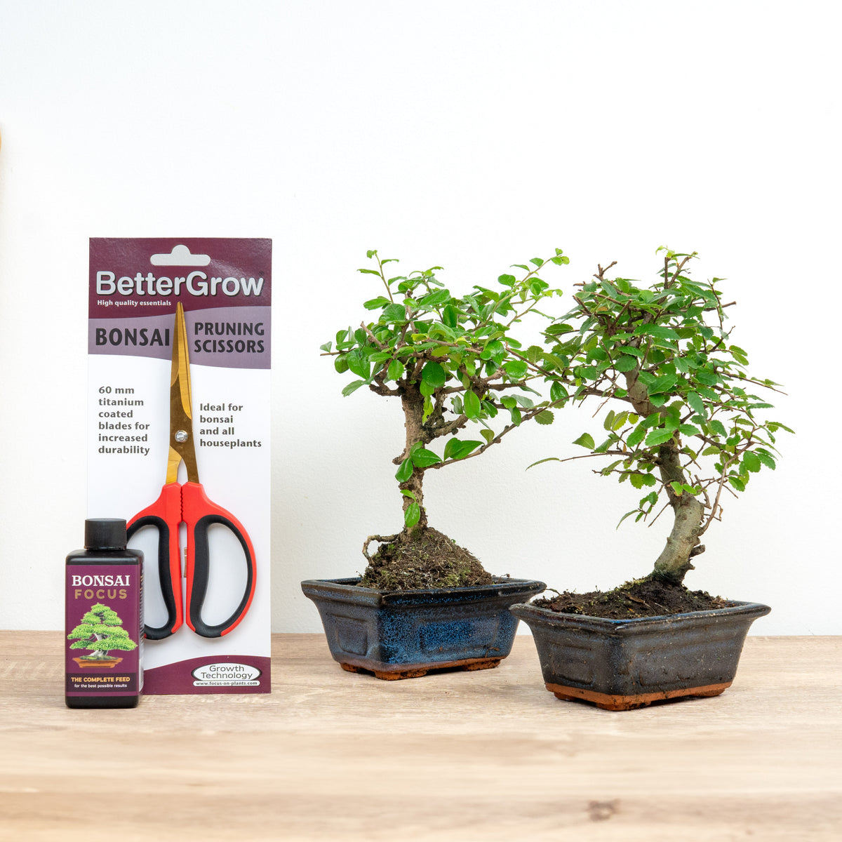 Ficus & Zelkova Bonsai Grow & Shape | Plant Bundle
