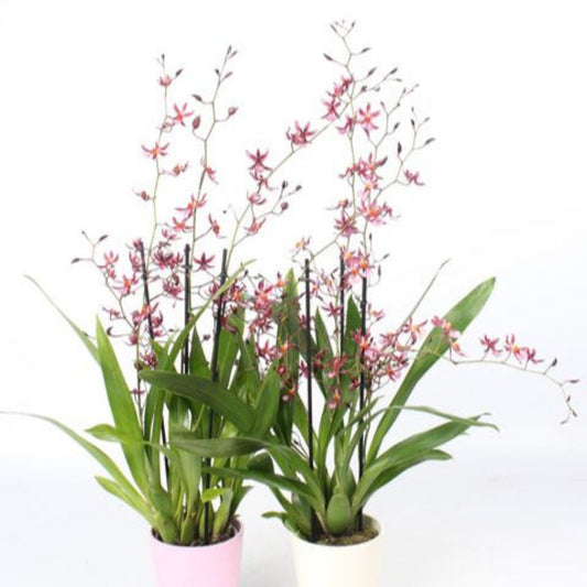 Dancing Ladies Orchid | Mieke Von Holm | Hard To Find | Potted Houseplants