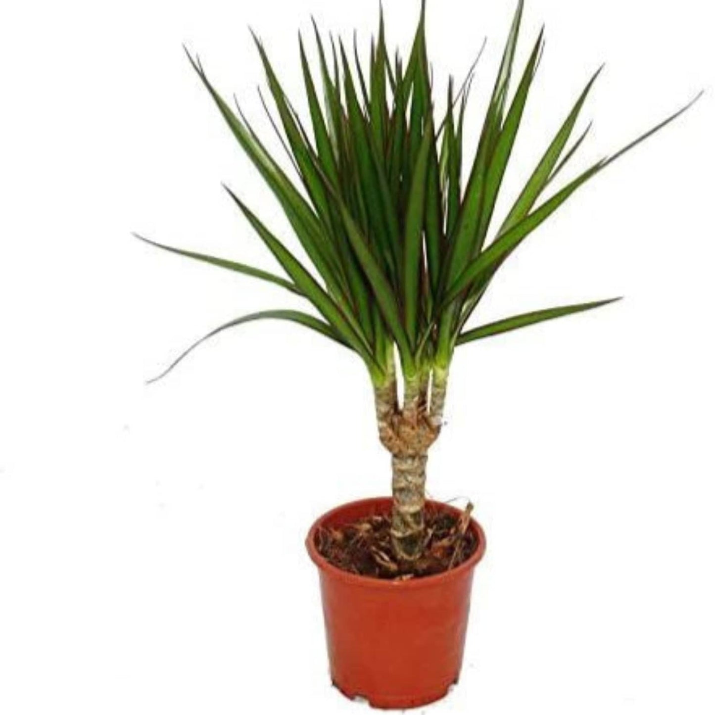 Dragon Tree | Marginata