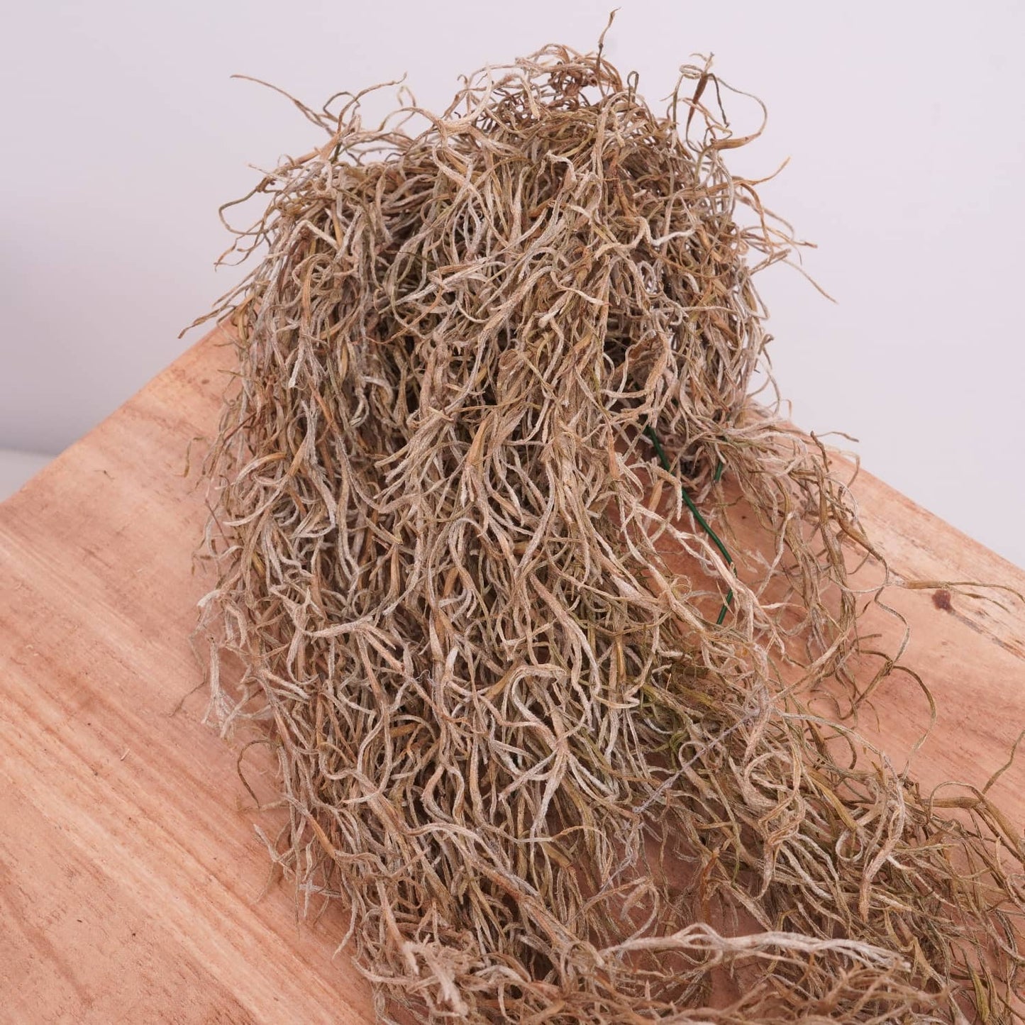 Dried Tillandsia | Natural