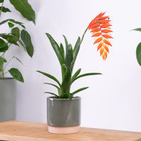 A Dyer's Air Plant Racinaea dyeriana Bromeliad in a cosy ceramic decorative pot (sold separately.)