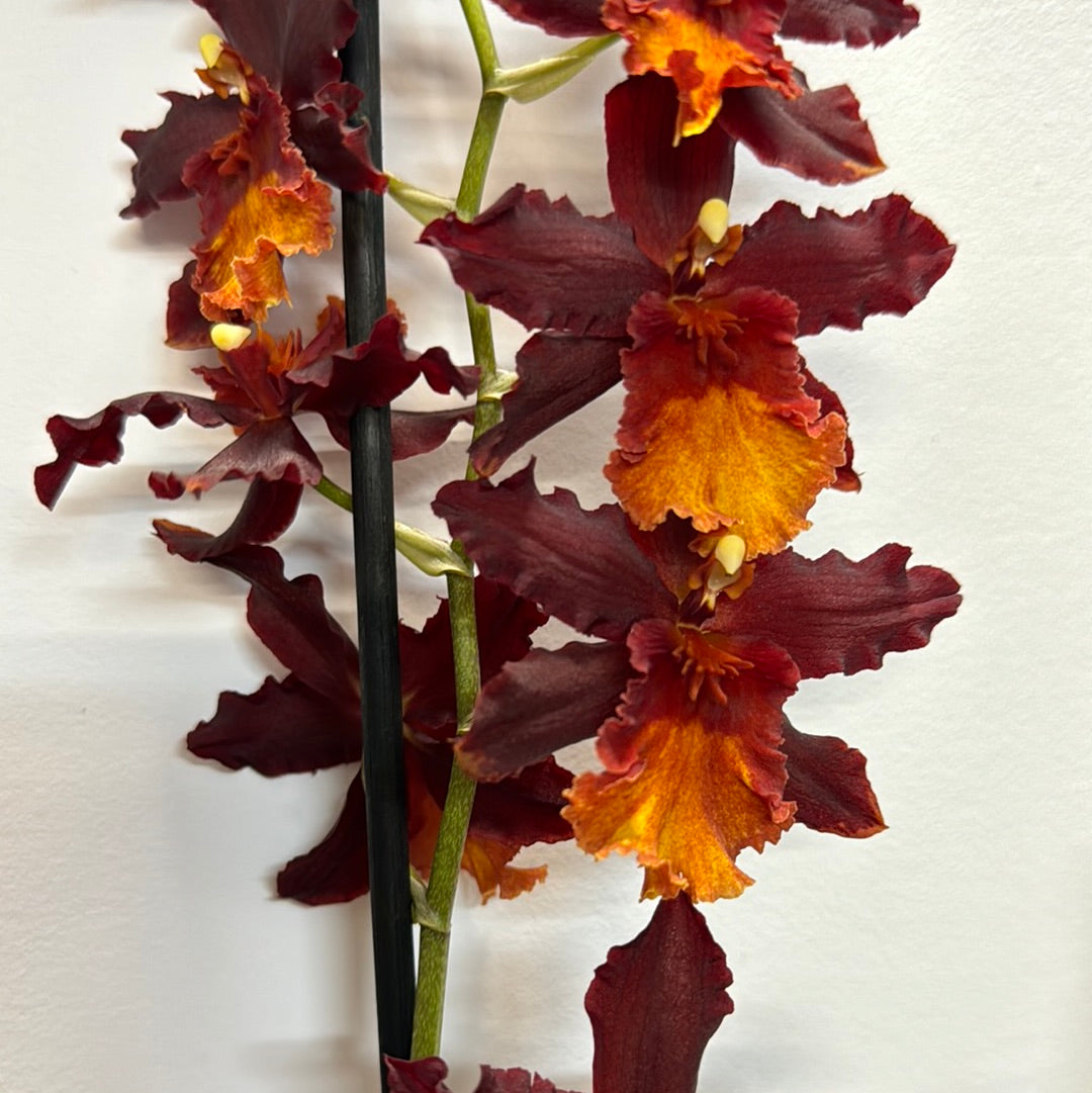 Cambria Orchid | Shelly