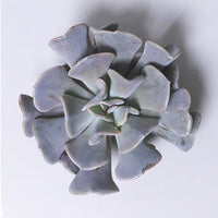 Echeveria | Cubic Frost