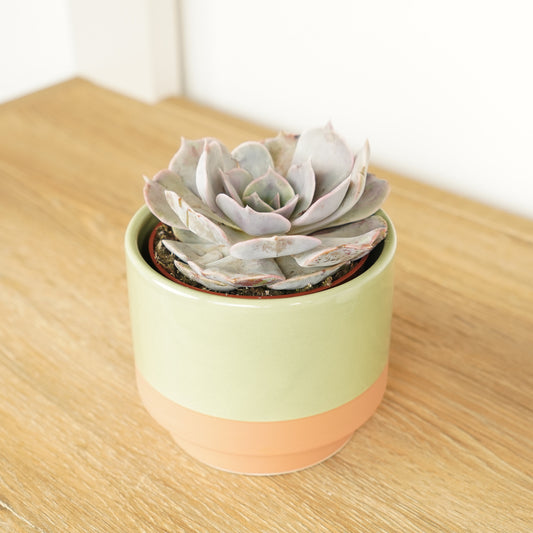 Echeveria | Grace | Potted Houseplants