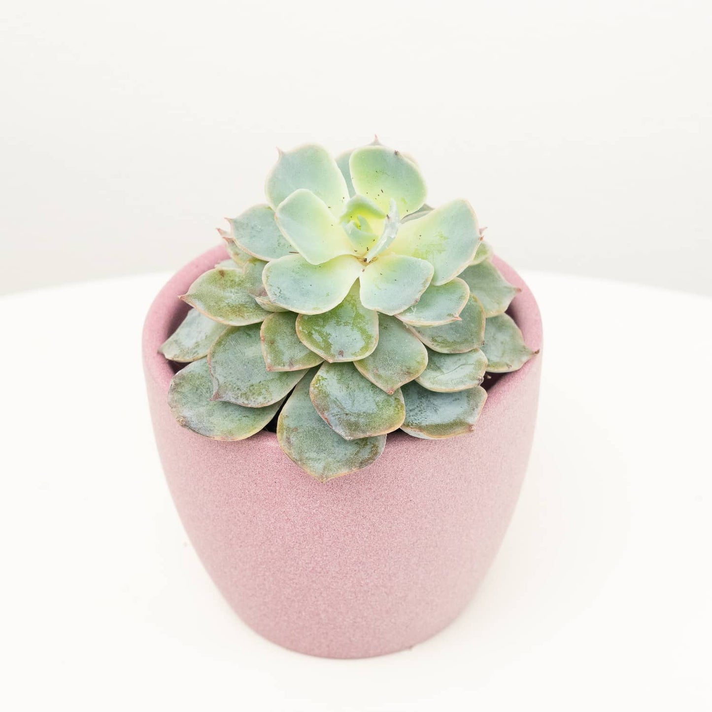 Echeveria | Ice Queen