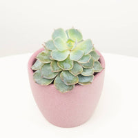 A stunning Echeveria 'Ice Queen' in a pink ceramic decorative pot. This is a pet-friendy, easy care variety that is ideal for gifting to loved ones! Identified through its fleshy pointed-edge green leaves with creamy-yellow margins.